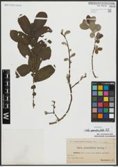 Foto von Salix appendiculata Vill.